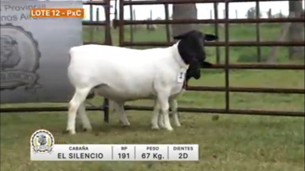 lote-12-el-silencio_1539019013