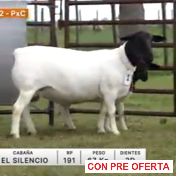 lote-12-el-silencio_419672245