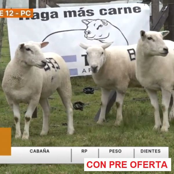 lote-12-la-elena_1064721609