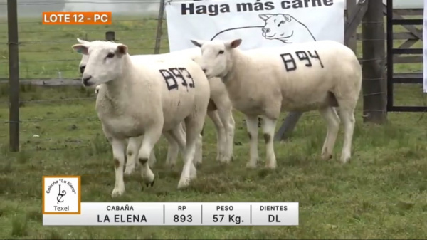 lote-12-la-elena_902957885