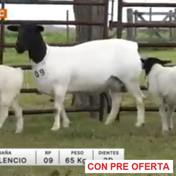 lote-13-el-silencio_1830205599