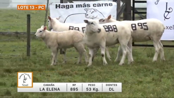 lote-13-la-elena_598409944