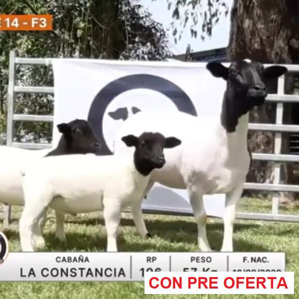 lote-14-la-constancia_1952225194
