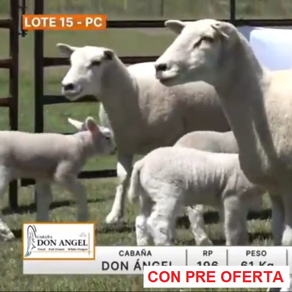 lote-15-don-angel_1987508785