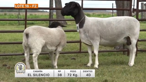 lote-16-el-silencio_1132303443