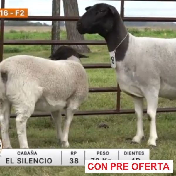 lote-16-el-silencio_597706019