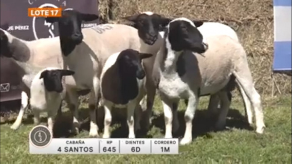 lote-17-4-santos_83974711