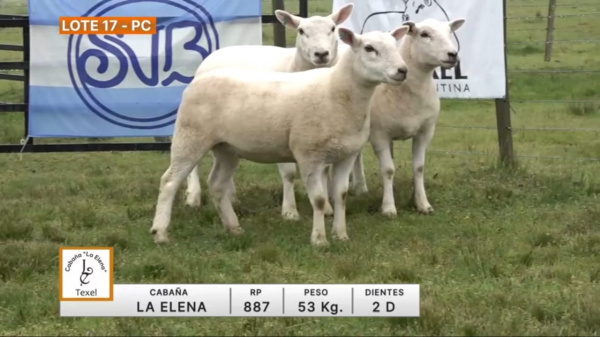 lote-17-la-elena_1859121259