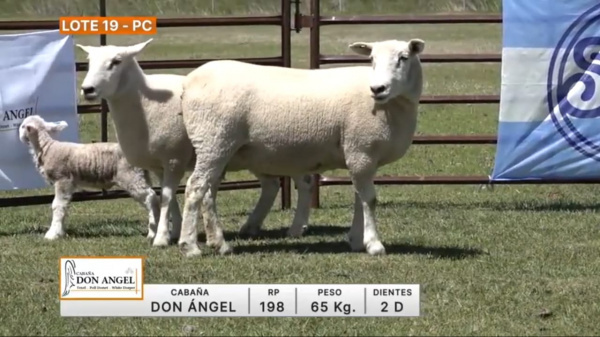 lote-19-don-angel_807365507