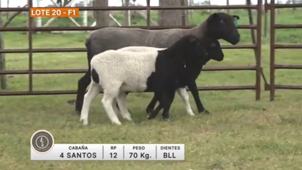 lote-20-4-santos_1747340619