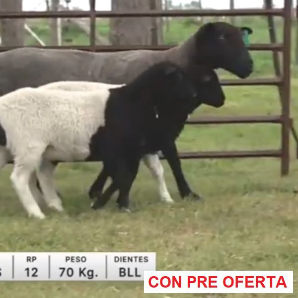 lote-20-4-santos_2302296