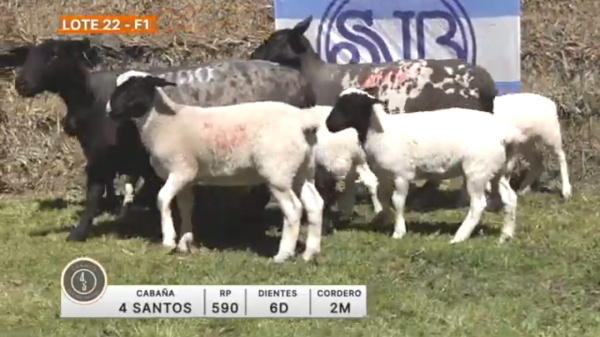 lote-22-4-santos_1556449346