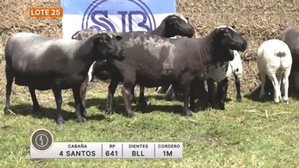 lote-25-4-santos_2109948070