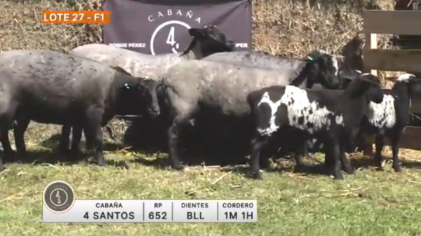 lote-27-4-santos_1884648543