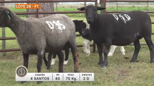 lote-28-4-santos_1466226263