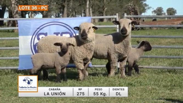 lote-36-la-union_96369110