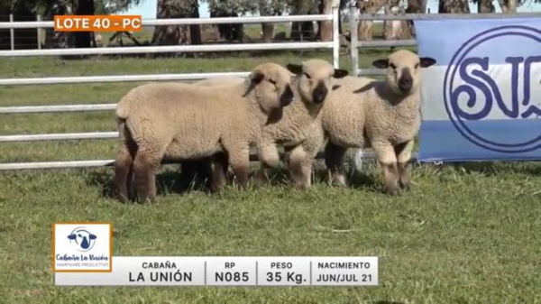 lote-40-la-union_1146736373