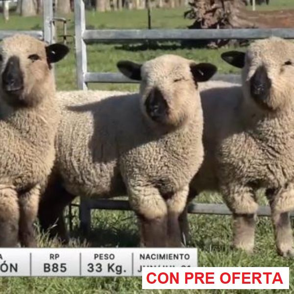 lote-43-la-union_957380954