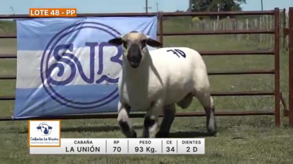 lote-48-la-union_320207366