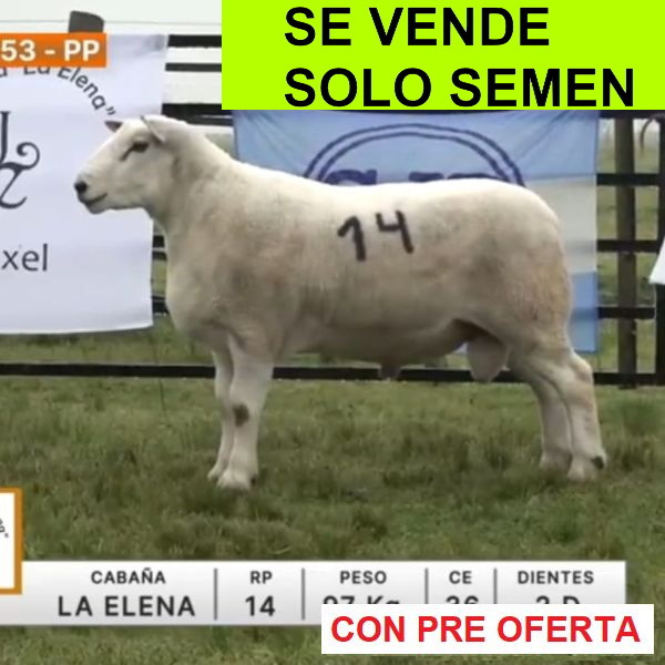 lote-53-la-elena-semen_1720016005