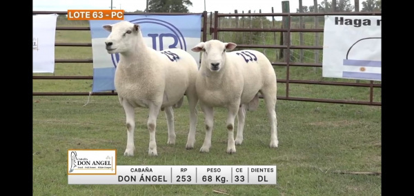 lote-63-don-angel_1672488926