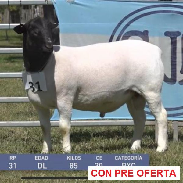 lote-dorper-22_1262609499