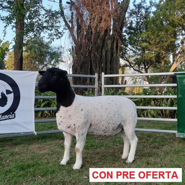 lote-dorper-23_1272039049