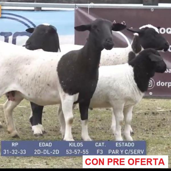 lote-dorper-25_349913678