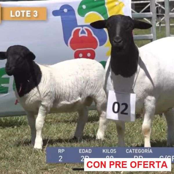 lote-dorper-3_1785168980