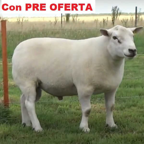 lote1-pre