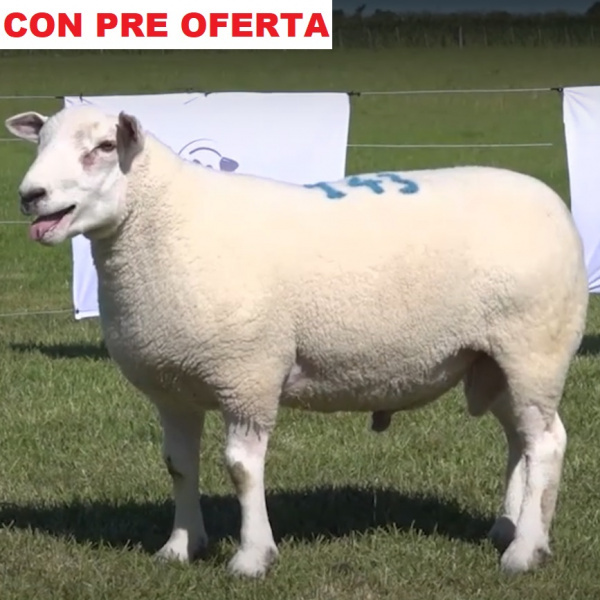 lote10-pre