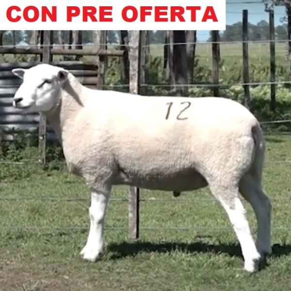 lote12-pre