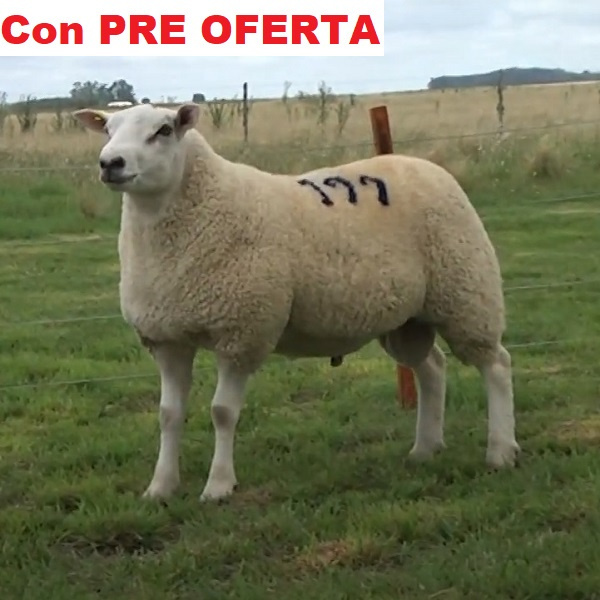 lote12-pre_1447595144