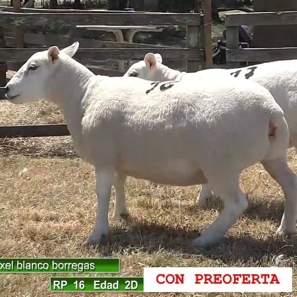 lote14-rp16-17_1697415129