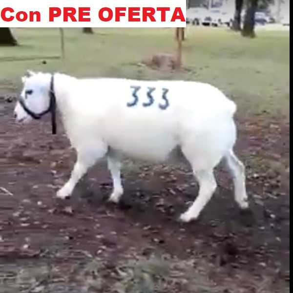 lote15-b-pre