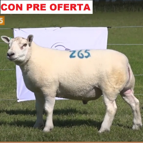 lote15-pre