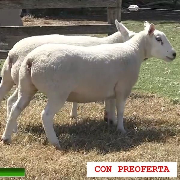 lote15-rp18-19_403797498