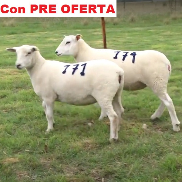 lote22-pre