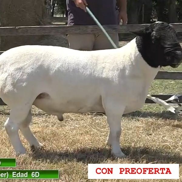 lote24-rp28_2044899496