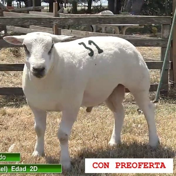 lote28-rp31_508236190