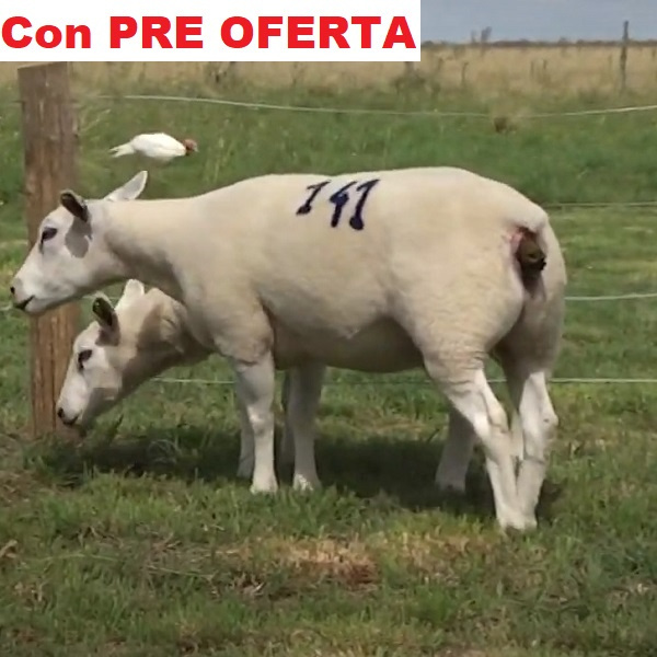 lote29-pre_503629221