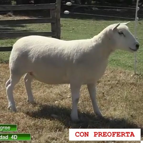 lote3-rp555_1856577158