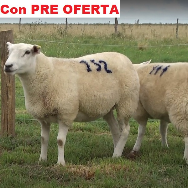 lote30-pre