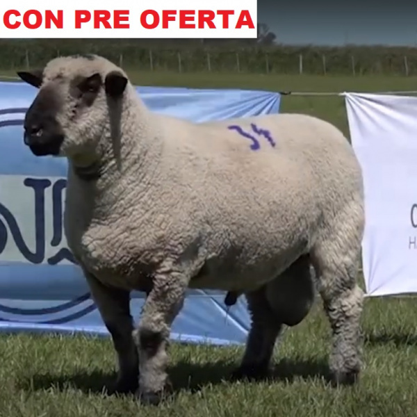 lote34b-pre_1261934396