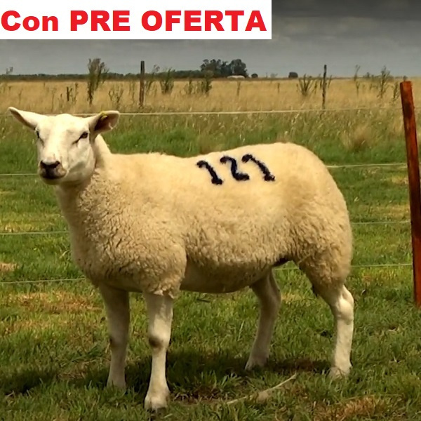 lote39-pre