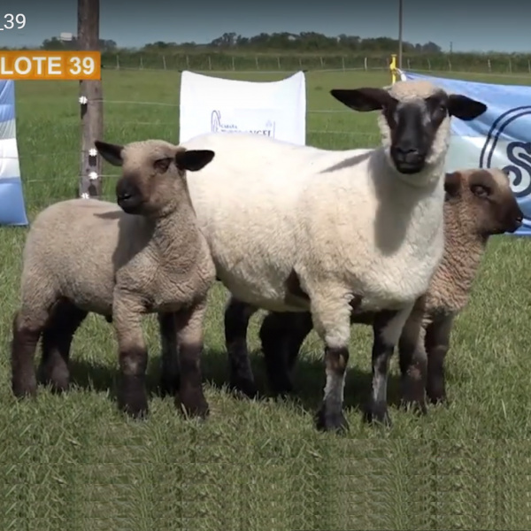 lote39