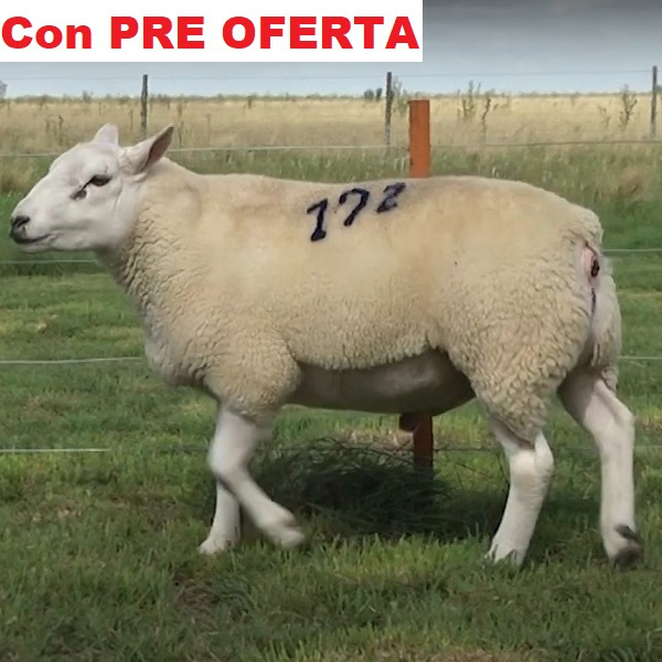 lote4-pre_1317647283