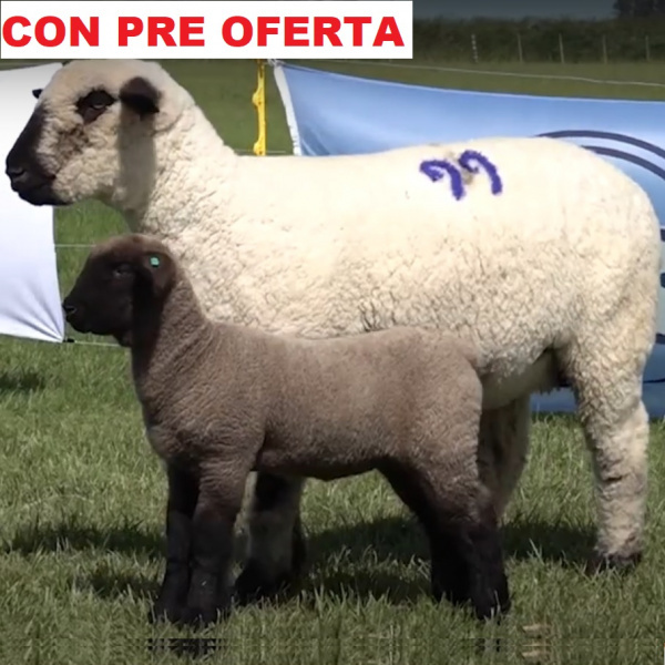 lote40-pre