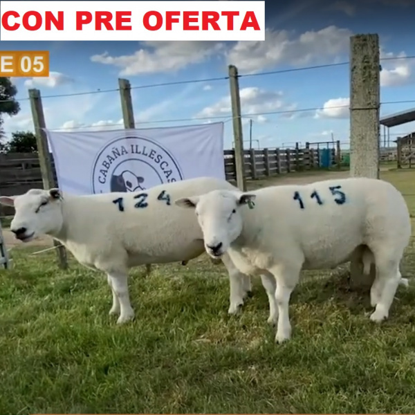 lote5-pre