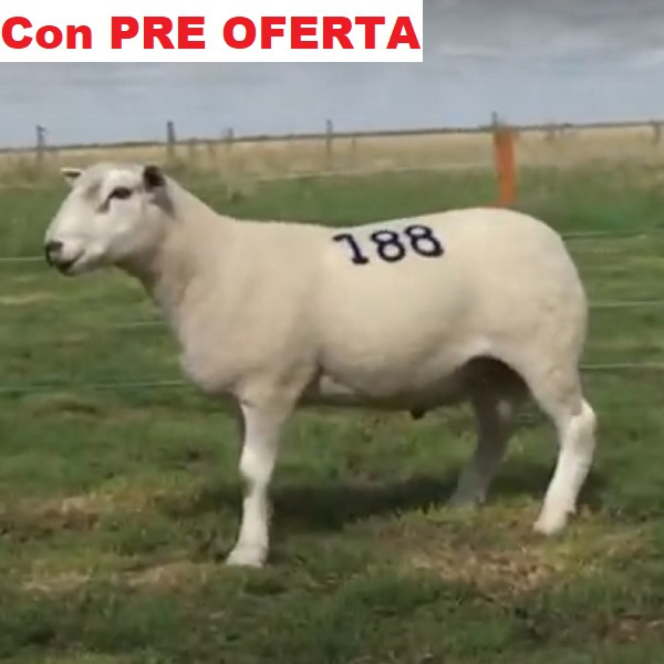 lote5-pre_989042469